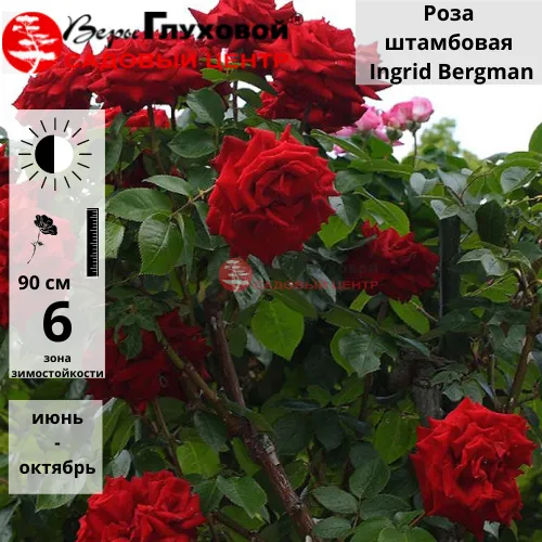 Основное изображение товара