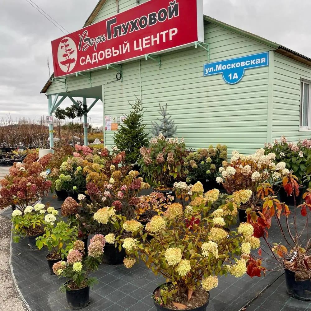 Осенняя распродажа -20% на все растения в Курумоче!