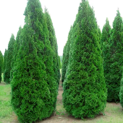 Туя западная Смарагд -  это хвойное дерево с узкой конической плотной  кроной (диаметр до 1,8 м) ,высотой до 5  м, к 10-ти годам высота около 2 м. Фома кроны коническая, правильная, сильно уплотненная. Хвоя глянцевая, темного зеленого цвета. Рост медленны