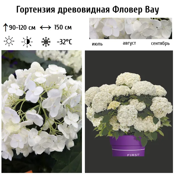 Основное изображение товара