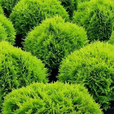 Туя западная Даника