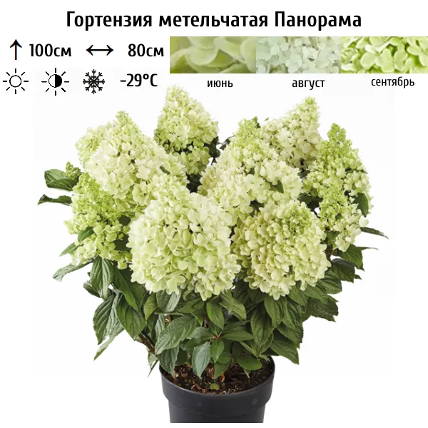 Основное изображение товара
