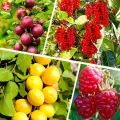 Плодовые деревья и кустарники на фото