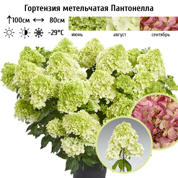Основное изображение товара