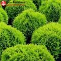 Хвойные деревья и кустарники на фото