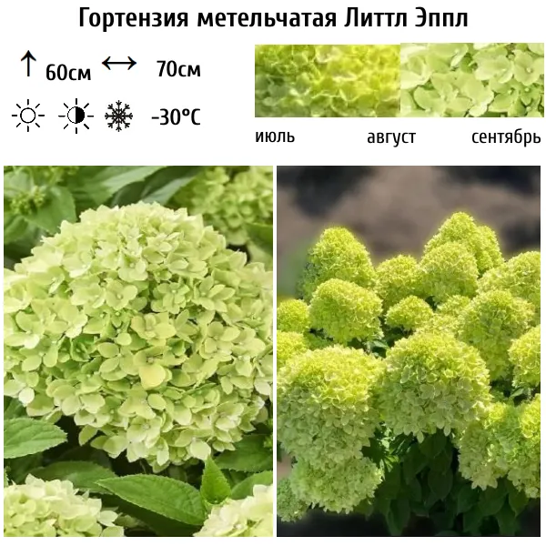 Основное изображение товара