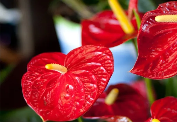 Новогодние подарки Новогодние подарки