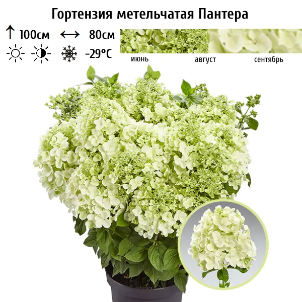 Основное изображение товара