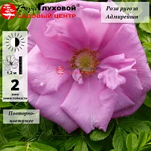 Основное изображение товара
