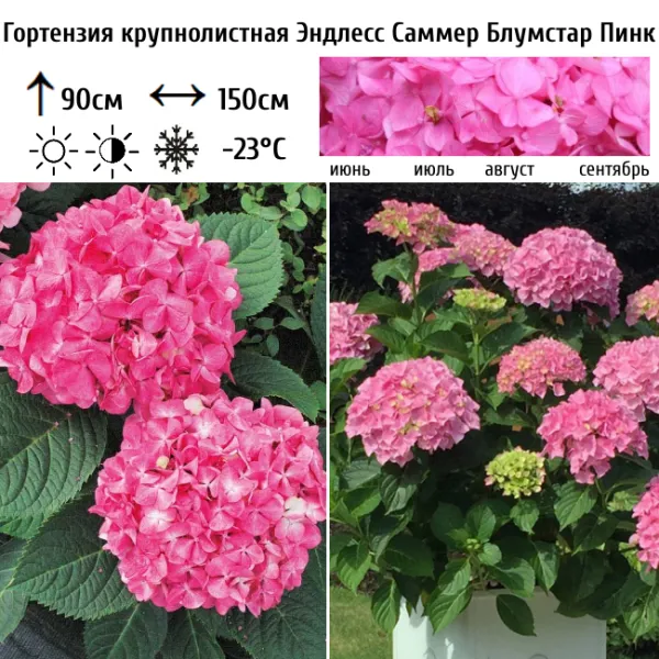 Основное изображение товара