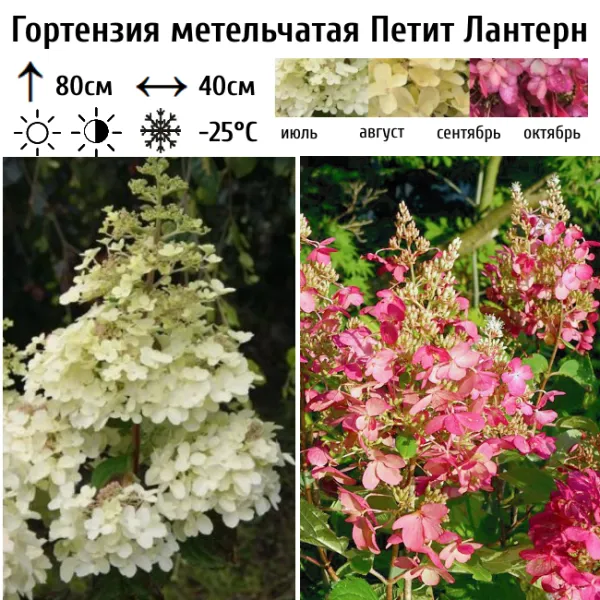 Основное изображение товара
