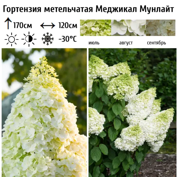 Основное изображение товара