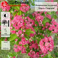 Основное изображение товара