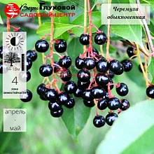 Основное изображение товара