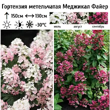 Основное изображение товара