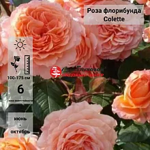 Основное изображение товара