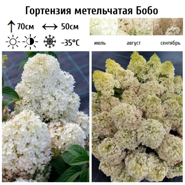 Основное изображение товара