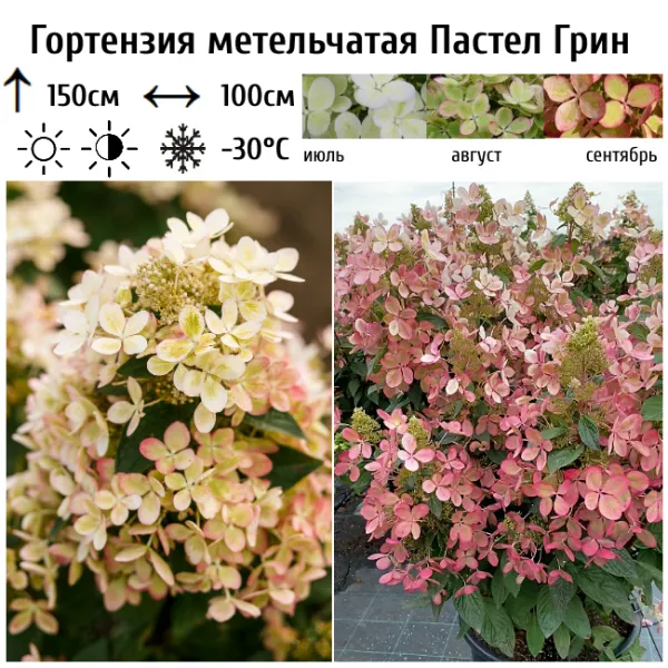 Основное изображение товара