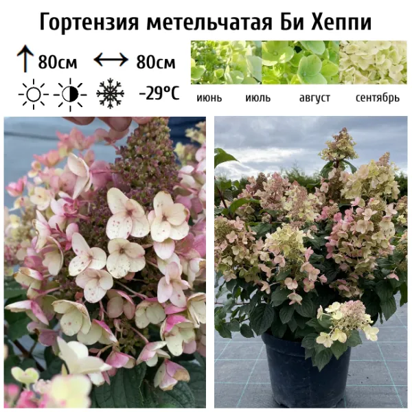 Основное изображение товара