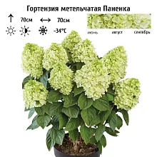 Основное изображение товара