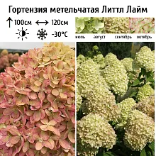Основное изображение товара