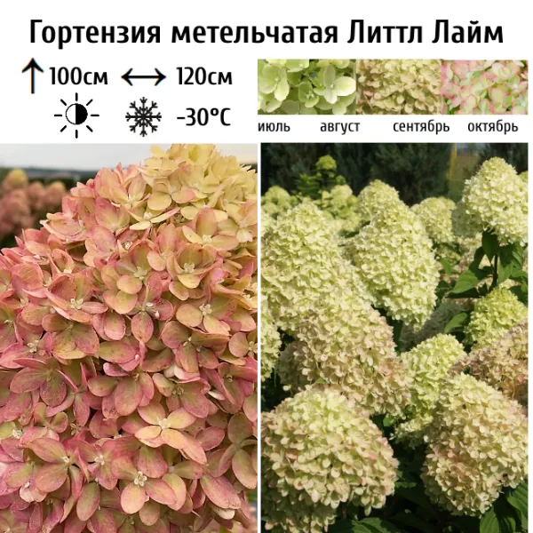 Основное изображение товара