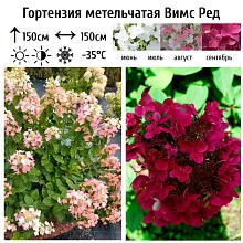 Основное изображение товара
