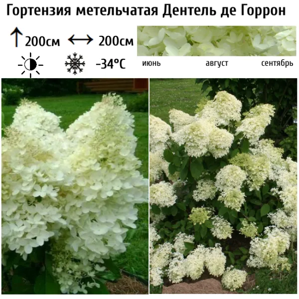 Основное изображение товара