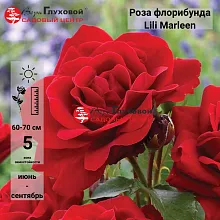 Основное изображение товара