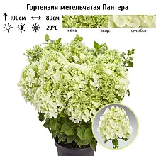 Основное изображение товара