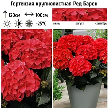 Основное изображение товара