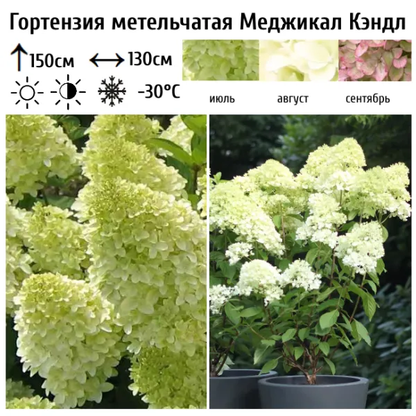 Основное изображение товара
