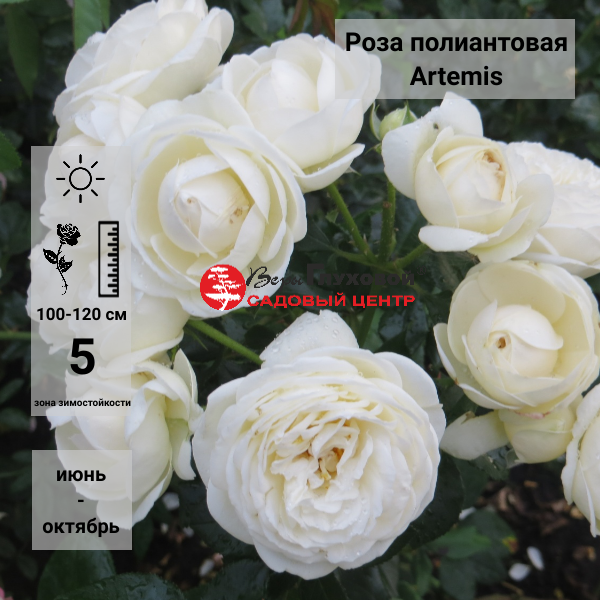 Основное изображение товара
