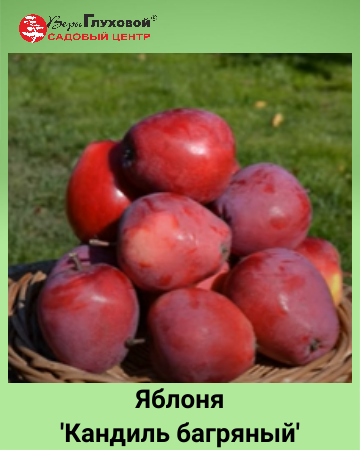 «Садовый центр Веры Глуховой» приглашает за плодовыми растениями