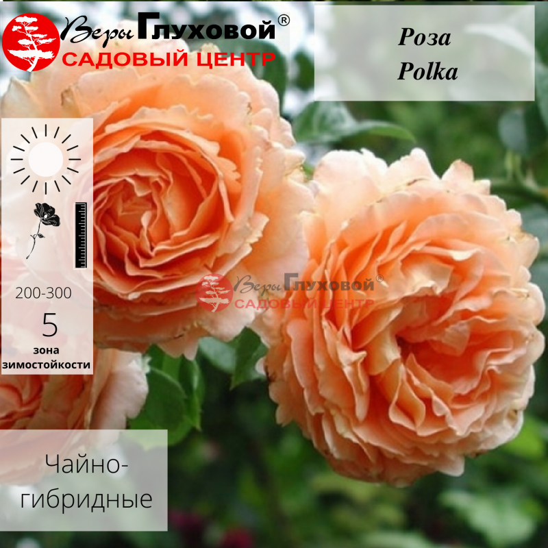 Основное изображение товара