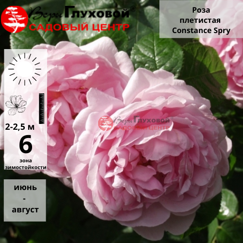 Основное изображение товара