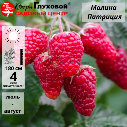 Основное изображение товара