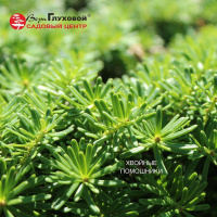 Польза хвойных растений