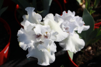 И снова об ирисах