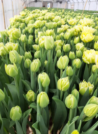 Тюльпаны к 8 марта 2020