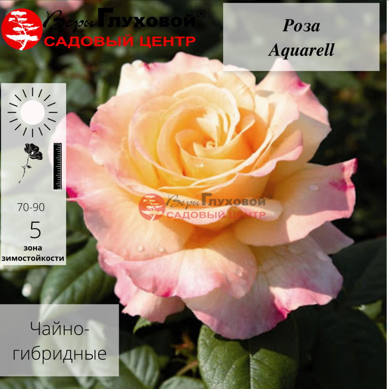 Основное изображение товара
