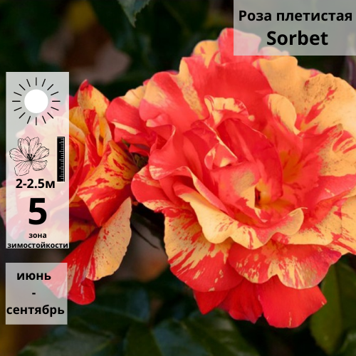 Основное изображение товара
