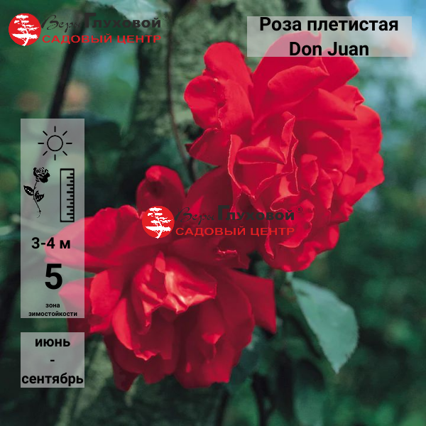 Основное изображение товара