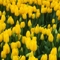 Скоро в продаже тюльпаны Стронг Голд