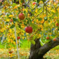 Деревья в возрасте 5 лет