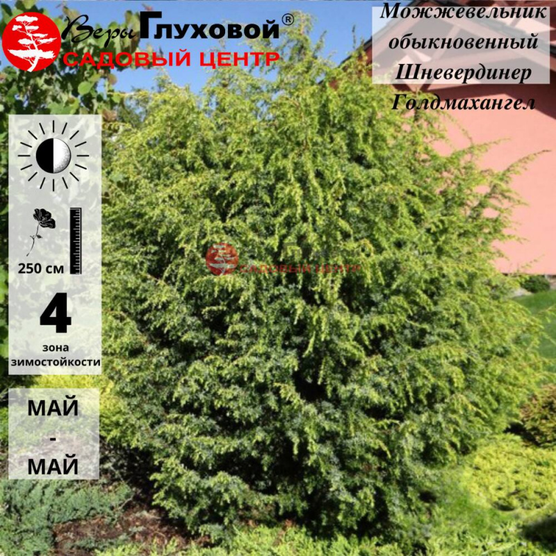 Основное изображение товара