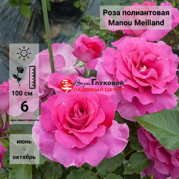 Основное изображение товара