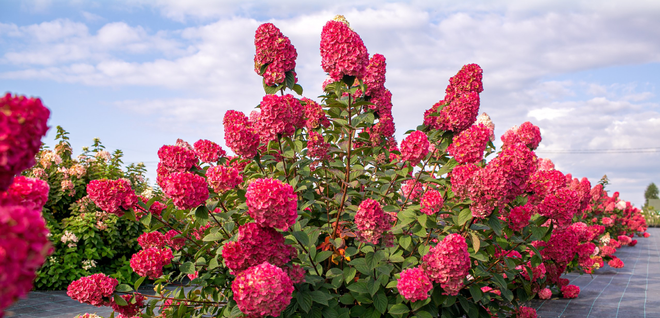 История сорта гортензии «Самарская Лидия» История сорта гортензии «Самарская Лидия»