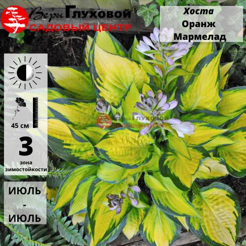 Основное изображение товара