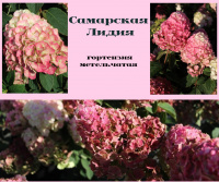 Самарская Лидия - гортензия метельчатая